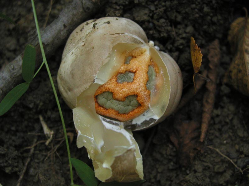 Clathrus cancellatus